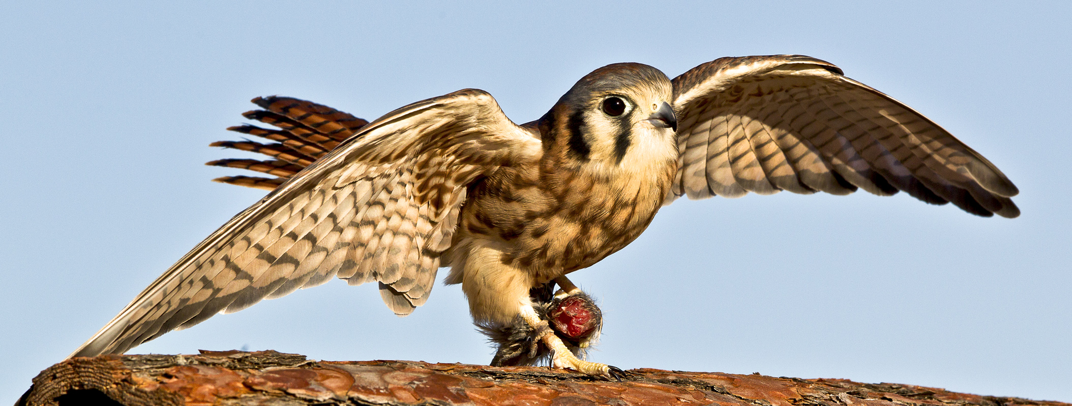 Download Wings Spread on Log (2108Wx800H)