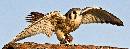 Wings Spread on Log (2108Wx800H) - Wings Spread on Log - Boise - 2010 