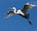 Wings Spread (1060Wx900H) - Wings Spread - Amelia Island - 2010 