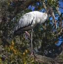 Woodstork (720Wx727H) - Woodstork - Amelia - 2008 