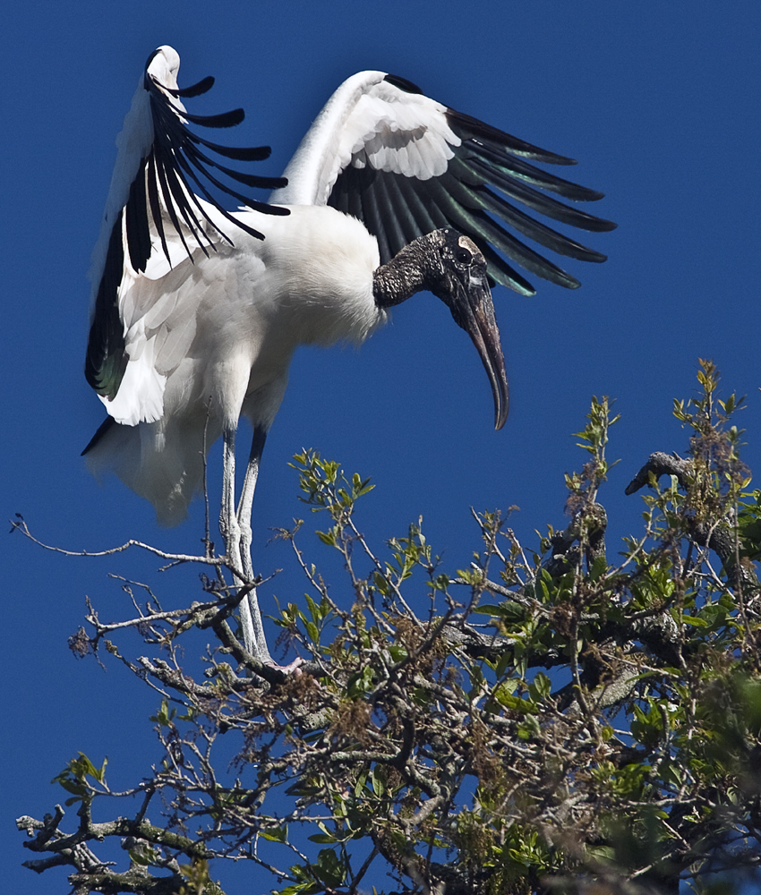 Download Woodstork Balancing (850Wx1000H)