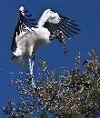 Woodstork Balancing (850Wx1000H) - Woodstork Balancing - Amelia Island - 2010 