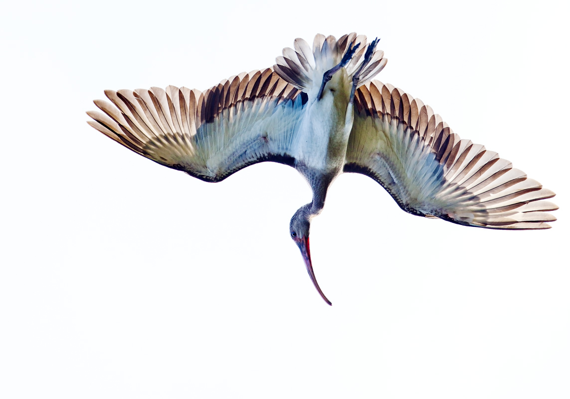 Download Ibis Hanging (1143Wx800H)
