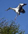 Woodstork Landing (821Wx1000H) - Woodstork Landing - Amelia Island - 2010 