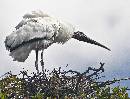 Woodstork Perching (1046Wx800H) - Woodstork Perching - Amelia Island - 2010 