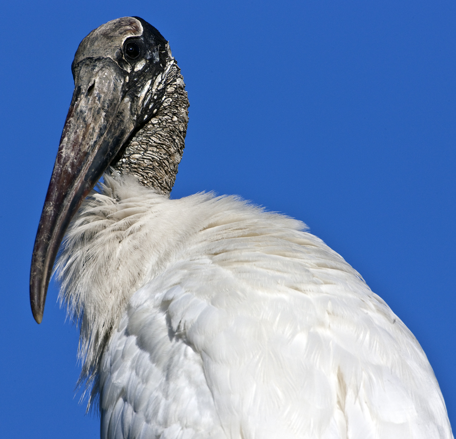 Download Woodstork Portrait (934Wx900H)