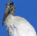 Woodstork Portrait (934Wx900H) - Woodstork Portrait - Amelia Island - 2010 