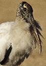 Woodstork Portrait (706Wx1000H) - Woodstork Portrait - Amelia Island Plantation - 2010 