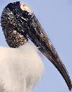 Woodstork Portrait (633Wx810H) - Woodstork Portrait - Amelia Island - 2008 