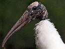 Woodstork Profile 2 (831Wx630H) - Woodstork Profile 2 - Amelia Island - 2008 