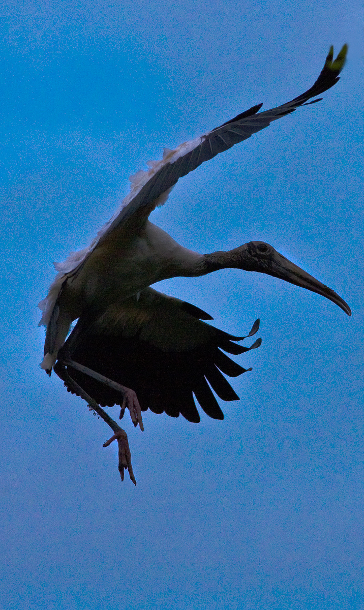 Download Woodstork Tango (716Wx1200H)