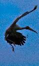 Woodstork Tango (716Wx1200H) - Woodstork Tango  - Amelia Island - 2010 