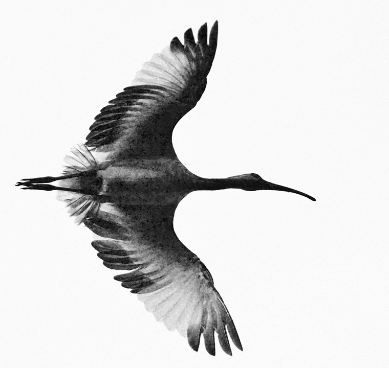 Download Woodstork in Flight (760Wx720H)