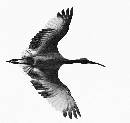 Woodstork in Flight (760Wx720H) - Woodstork in Flight - 2008 