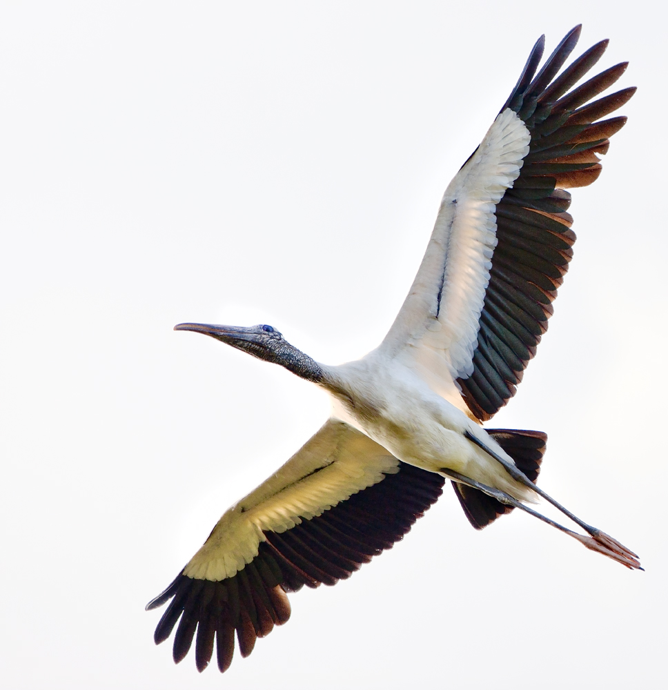 Download Woodstork in Flight (968Wx1000H)