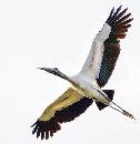 Woodstork in Flight (968Wx1000H) - Woodstork in Flight - Amelia Island - 2010 