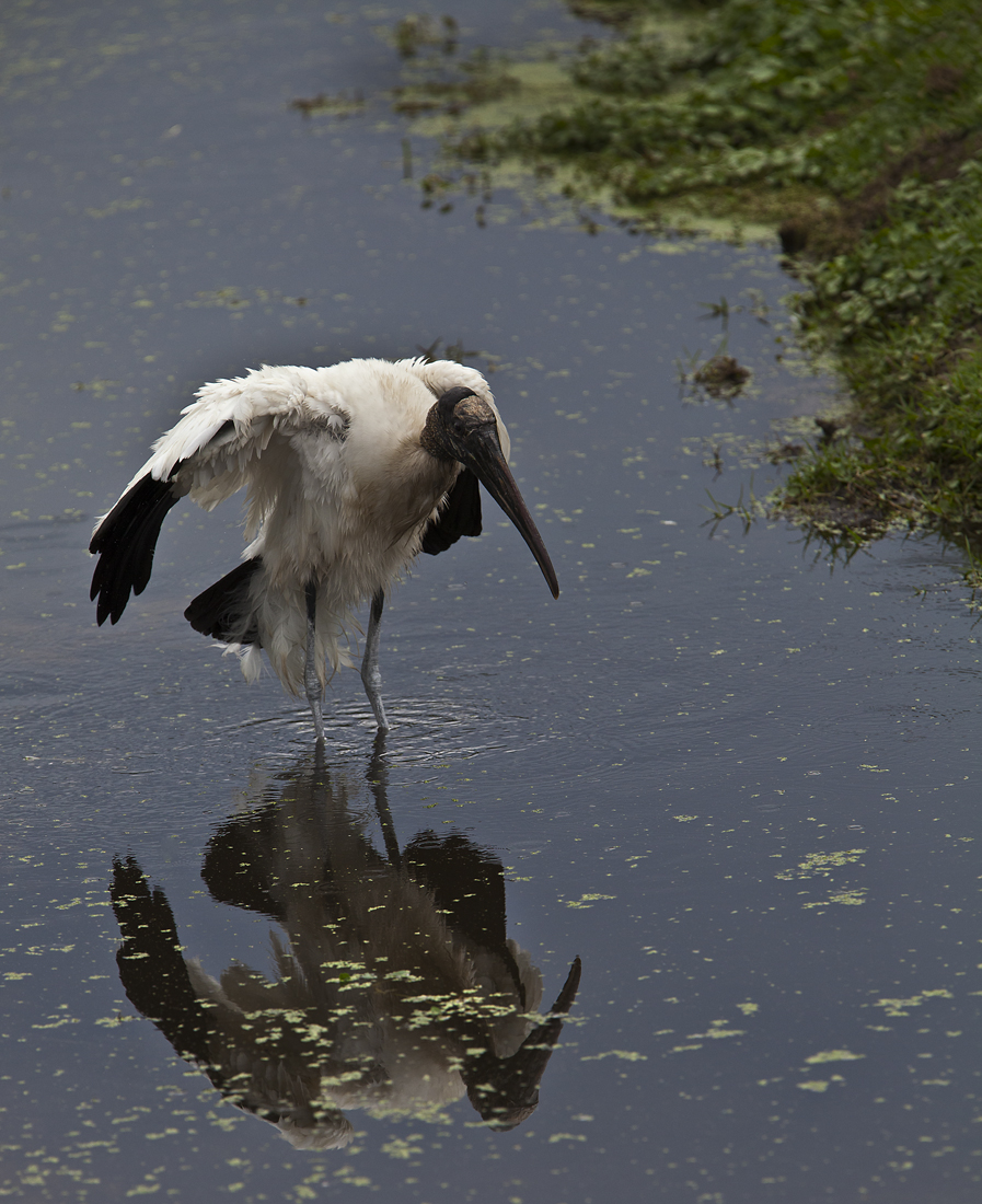 Download Woodstork in Water (897Wx1100H)