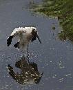 Woodstork in Water (897Wx1100H) - Woodstork in Water - Amelia Island - 2010 
