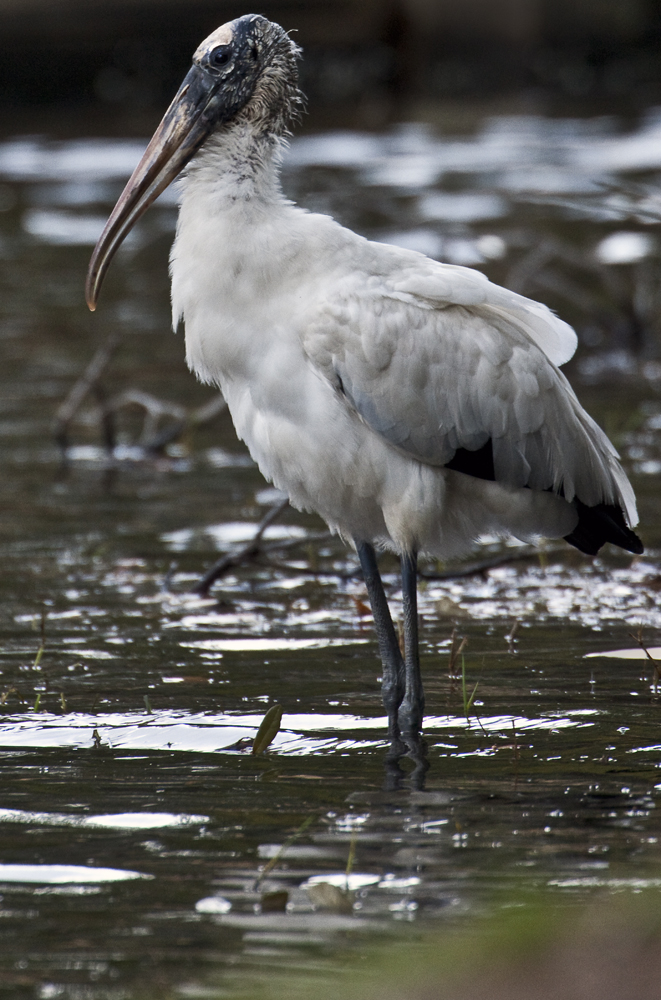 Download Woodstork in Water (661Wx1000H)