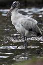 Woodstork in Water (661Wx1000H) - Woodstork in Water - Amelia Island Plantation - 2010 