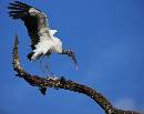 Woodstork on Branch (1141Wx900H) - Woodstork on Branch - Amelia Island - 2010 