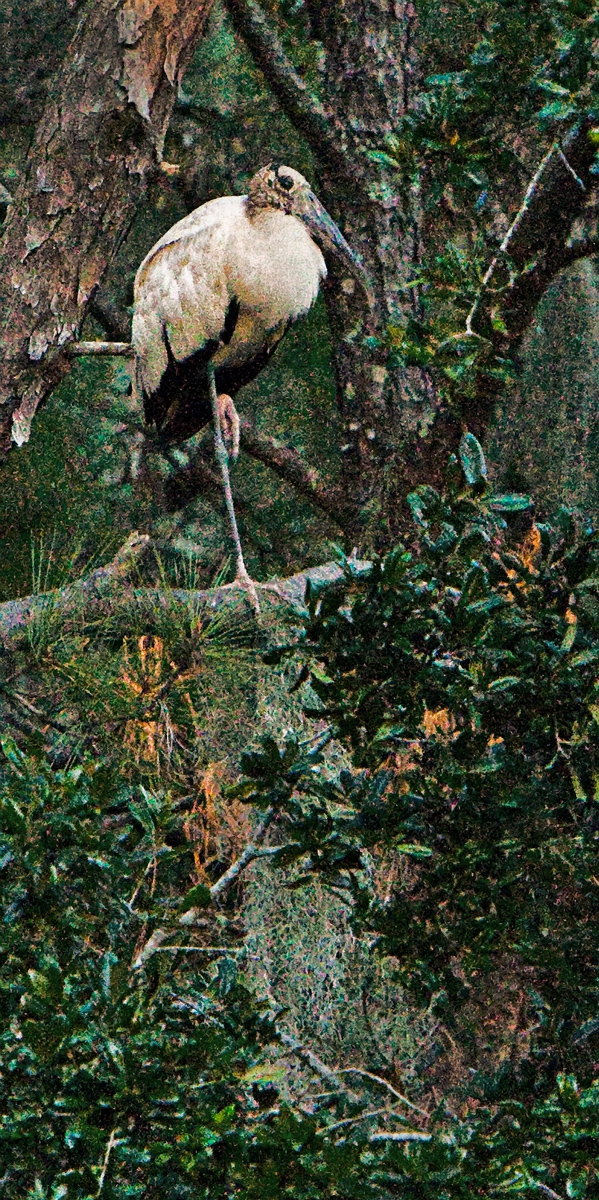 Download Woodstork on Branch (599Wx1200H)