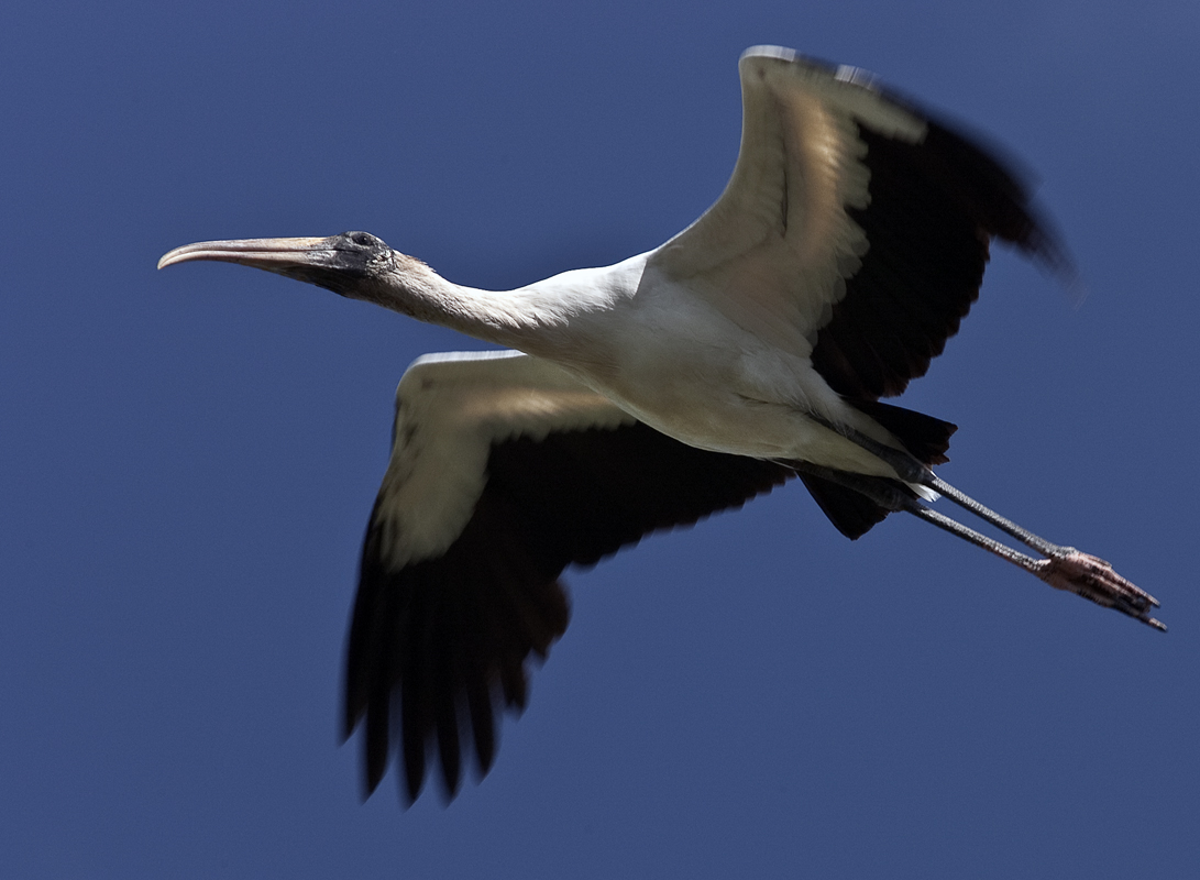 Download Woodstork on Wing (1091Wx800H)