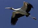 Woodstork on Wing (1091Wx800H) - Woodstork on the Wing - Amelia Island - 2010 