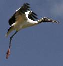 Woodstork on wing 1 (963Wx1000H) - Woodstork on the Wing 1 - Amelia Island - 2010 