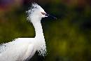 Wow White (1200Wx800H) - Wow White - Amelia Island - 2010 