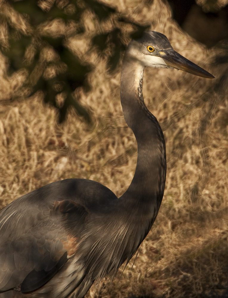 Download Yellow Eye (765Wx1000H)