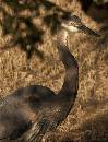 Yellow Eye (765Wx1000H) - Yellow Eye - Amelia Island - 2010 