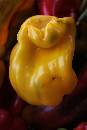 Yellow Pepper 2 (600Wx900H) - Yellow Pepper 2 - Venice - 2008 