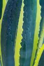  (400Wx598H) - Yellow Cactus - Desert Botanical Gardens - Phoenix - 2004 