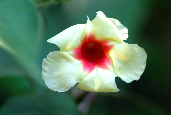 Download YellowFlower - 2005 (603Wx404H)