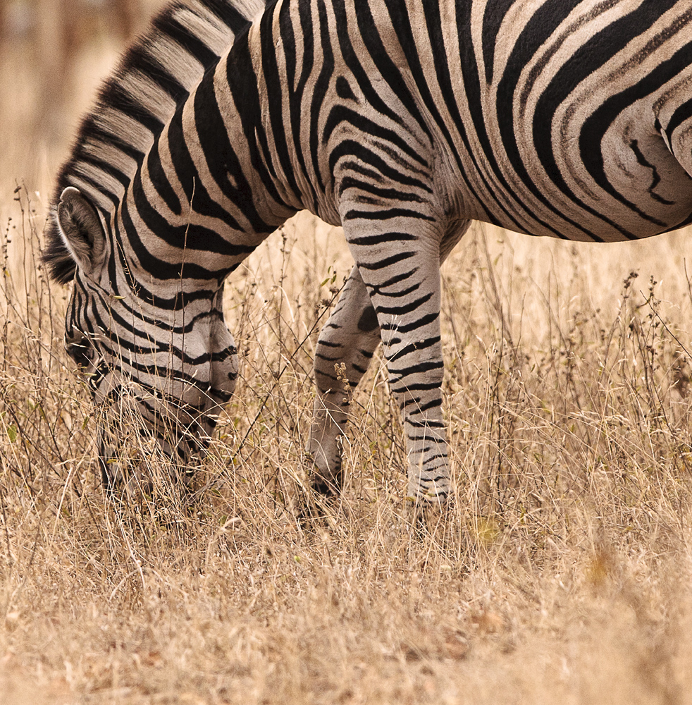 Download Zebra Eating (982Wx1000H)