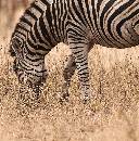 Zebra Eating (982Wx1000H) - Zebra Eating - Botswana - 2010 