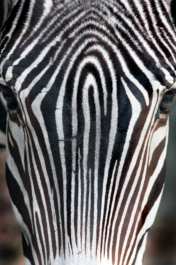 Download Zebra Frontal (600Wx900H)