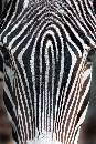 Zebra Frontal (600Wx900H) - Zebra Frontal - Jacksonville Zoo - 2008 