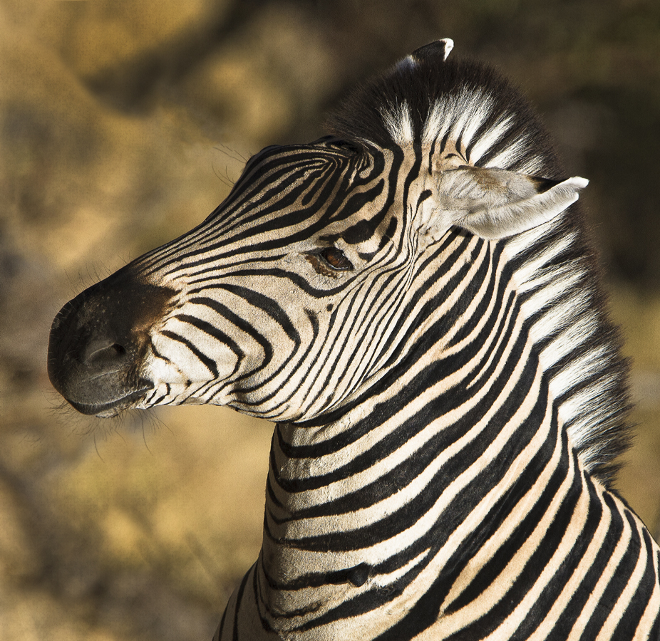 Download Zebra Portrait (926Wx900H)