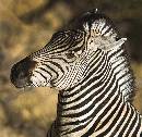 Zebra Portrait (926Wx900H) - Zebra - Botswana - 2010 