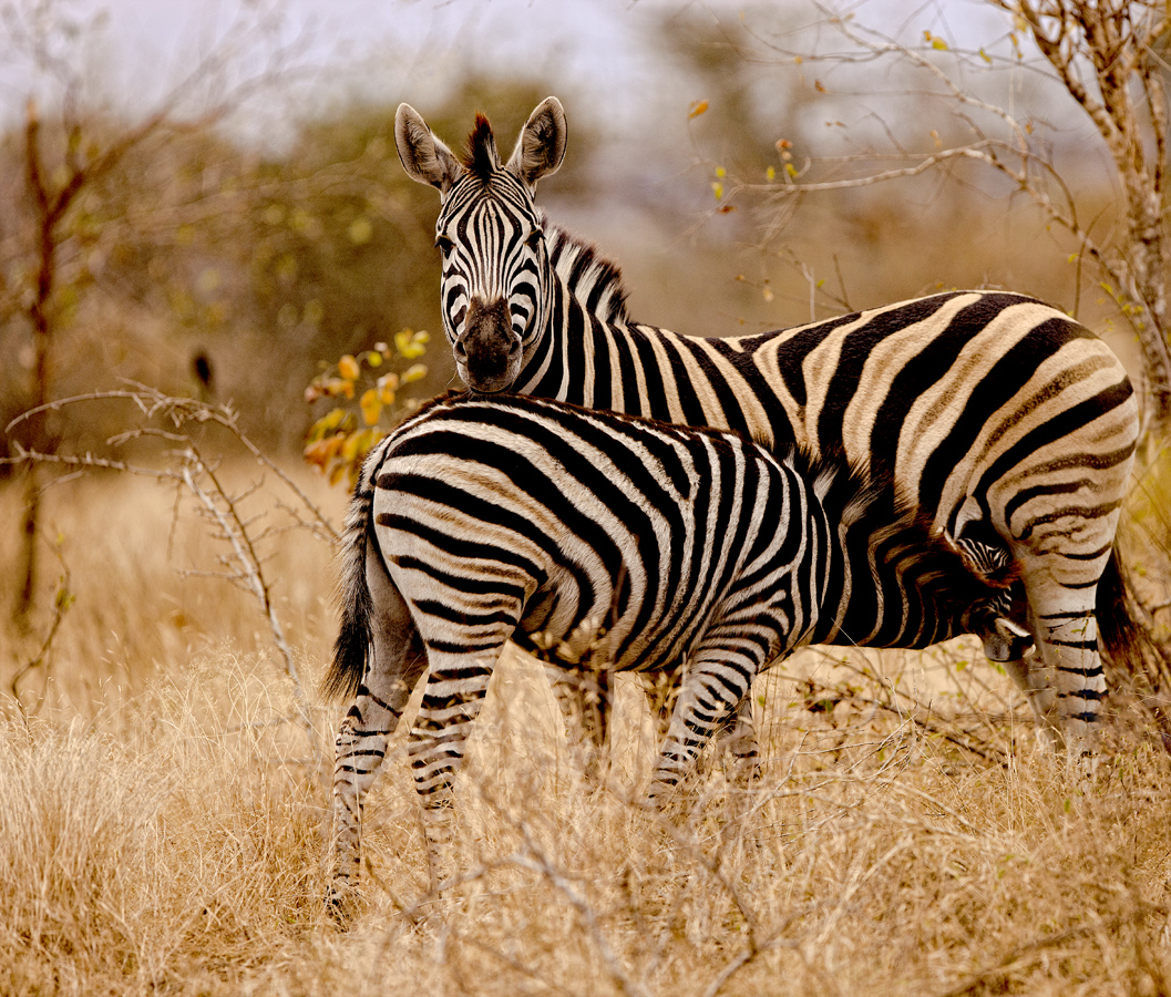 Download Zebra Suckling (1057Wx900H)