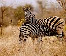 Zebra Suckling (1057Wx900H) - Zebra Suckling - Botswana - 2010 