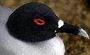  (700Wx425H) - Swallow-Tail Gull - Galapagos - 2002 