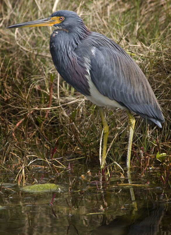 Download Heron (585Wx803H)