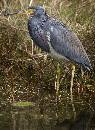 Heron (585Wx803H) - Heron 
