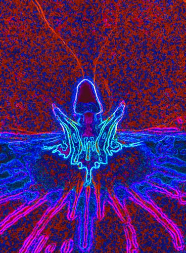 Download  (368Wx500H)