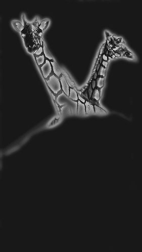 Download Giraffe Black&White (281Wx500H)