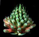  (524Wx500H) - I'll Bite - What Is It? 
