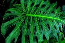 GreenLeaf (746Wx500H) - It isn't easy being green. 